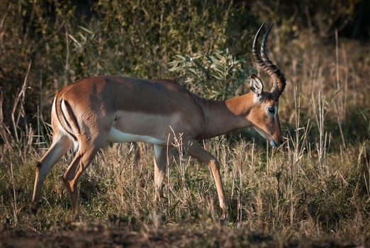 Impala grazing , Kruger National Park, South Africa photo