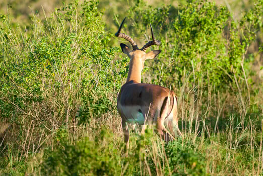 Impala grazing , Kruger National Park, South Africa photo