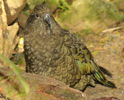 Kea Alpine Parrot of New Zealand photo