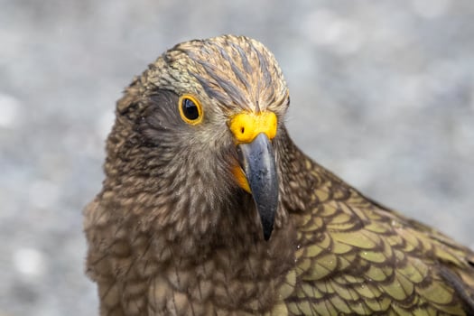 Kea Alpine Parrot of New Zealand photo