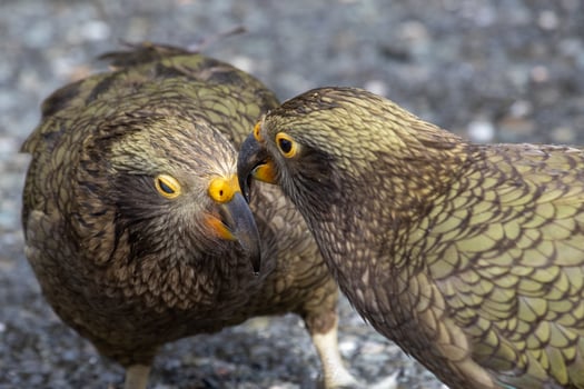 Kea Alpine Parrot of New Zealand photo