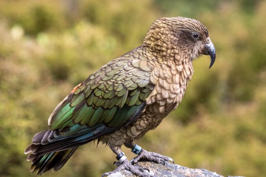 Kea Alpine Parrot of New Zealand photo