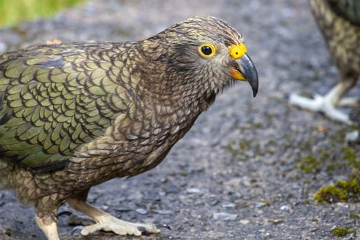 Kea Alpine Parrot of New Zealand photo