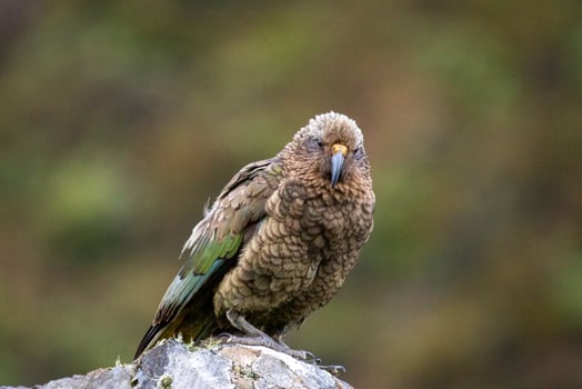 Kea Alpine Parrot of New Zealand photo