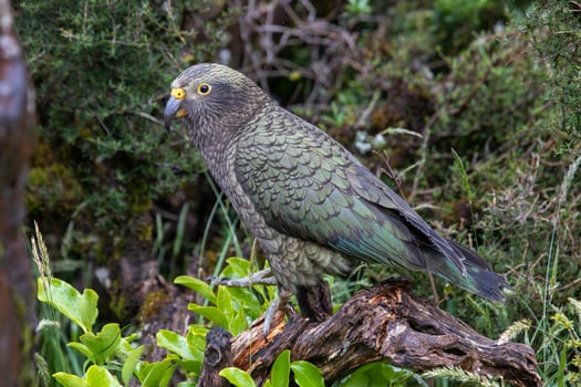 Kea Alpine Parrot of New Zealand photo