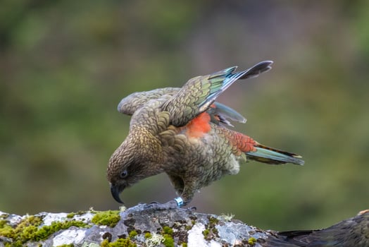 Kea Alpine Parrot of New Zealand photo