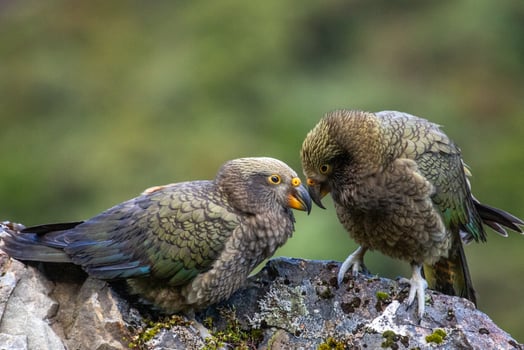 Kea Alpine Parrot of New Zealand photo