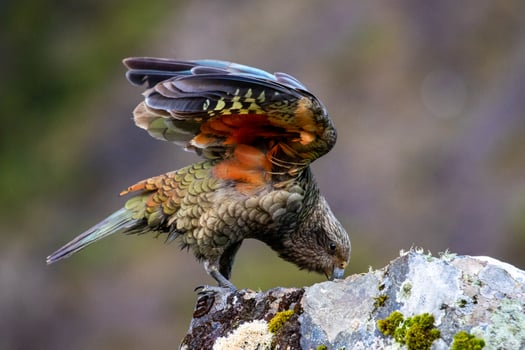 Kea Alpine Parrot of New Zealand photo