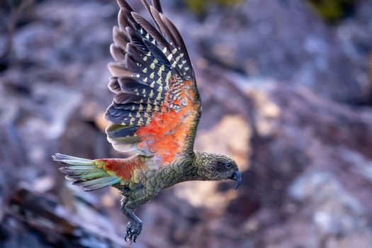 Kea Alpine Parrot of New Zealand photo
