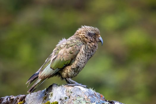 Kea Alpine Parrot of New Zealand photo