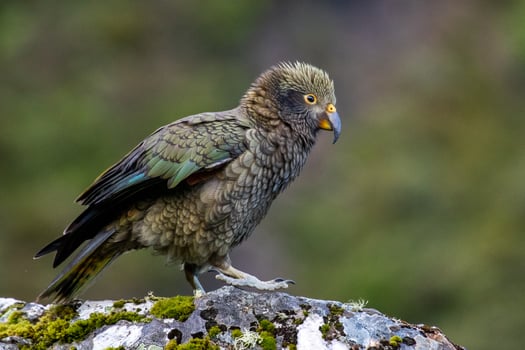 Kea Alpine Parrot of New Zealand photo