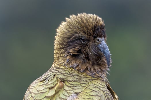 Kea Alpine Parrot of New Zealand photo