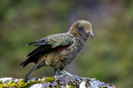 Kea Alpine Parrot of New Zealand photo