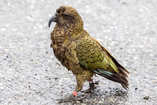 Kea Alpine Parrot of New Zealand photo