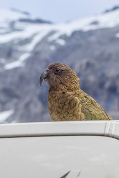 Kea Alpine Parrot of New Zealand photo