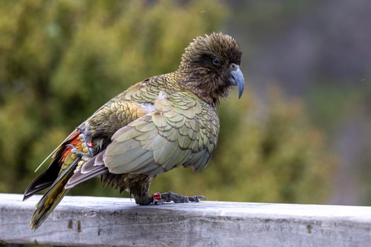 Kea Alpine Parrot of New Zealand photo