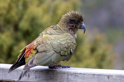 Kea Alpine Parrot of New Zealand photo