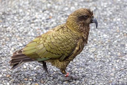Kea Alpine Parrot of New Zealand photo