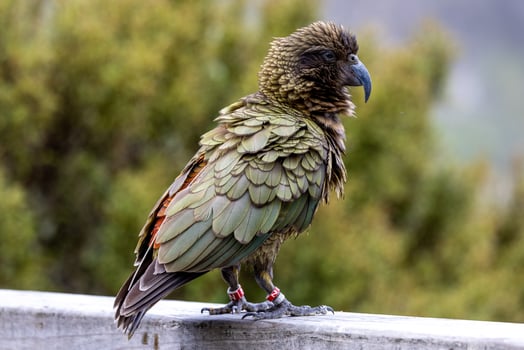 Kea Alpine Parrot of New Zealand photo