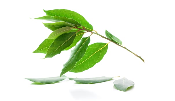 A branch of laurel isolated on white background. Fresh bay leaves. photo