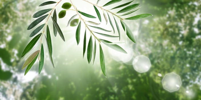 Nature background. With the natural beauty of green olive leaves and a sun-kissed sky, the nature background embodies the essence of serenity and harmony. photo