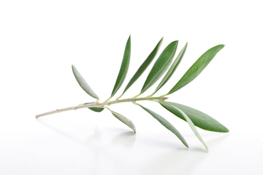 Fresh olive branch leaves isolated on white background photo