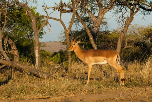 Impala grazing , Kruger National Park, South Africa photo