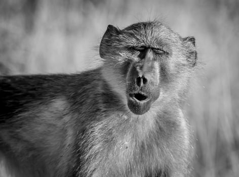 Baboon, Kruger National Park, South Africa photo