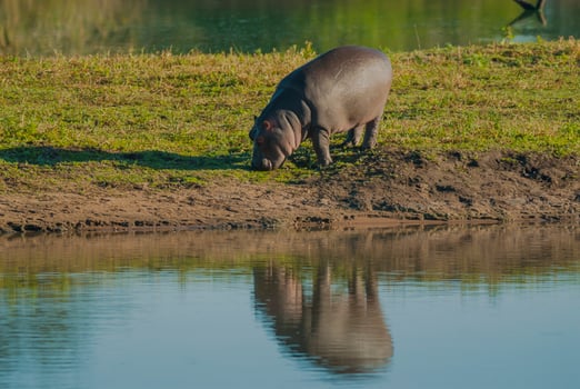 HIPPOPOTAMUS AMPHIBIUS in waterhole, Kruger National park,South Africa photo