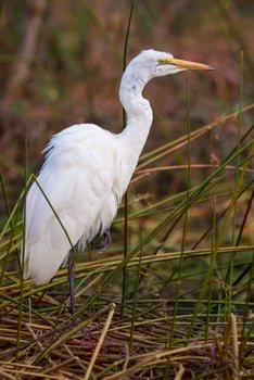 Great Egret, Kruger National Park, South Africa. photo