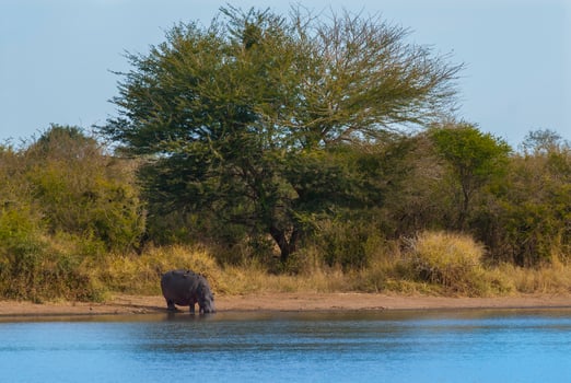 HIPPOPOTAMUS AMPHIBIUS in waterhole, Kruger National park,South Africa photo