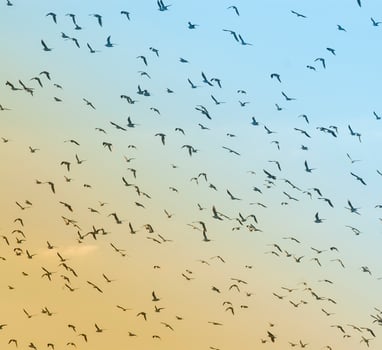 Birds flock flight background , Patagonia, Argentina photo