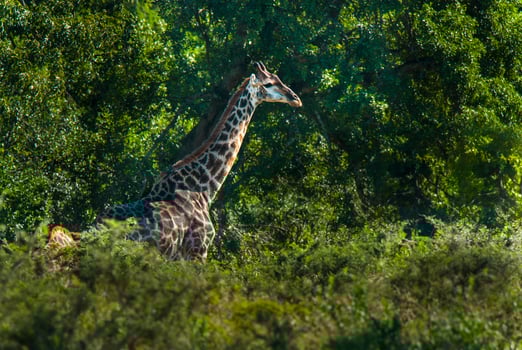 Giraffe Kruger National Park South Africa. photo