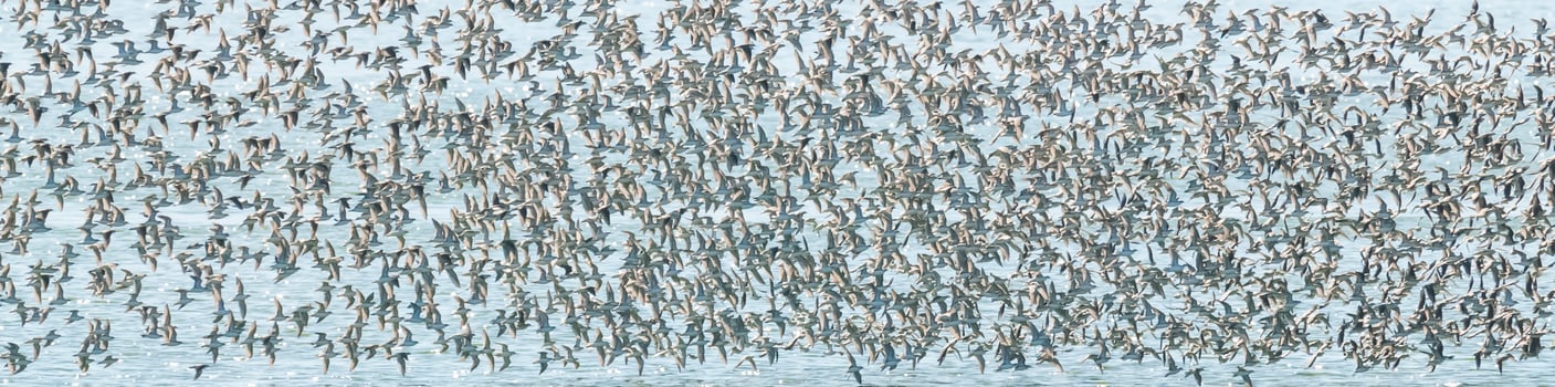 Birds flock flight background , Patagonia, Argentina photo