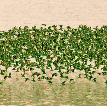 Birds flock flight background , Patagonia, Argentina photo