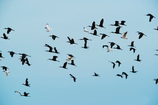 Birds flock flight background , Patagonia, Argentina photo
