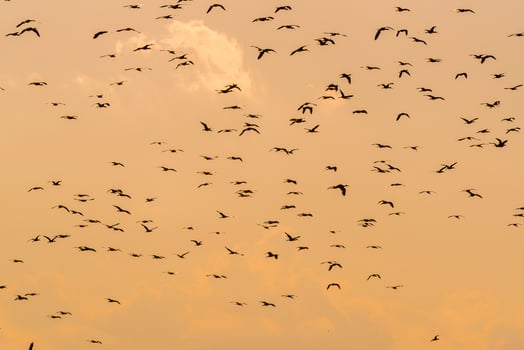 Birds flock flight background , Patagonia, Argentina photo