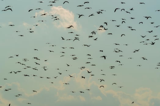 Birds flock flight background , Patagonia, Argentina photo
