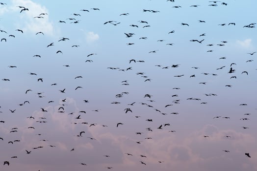 Birds flock flight background , Patagonia, Argentina photo
