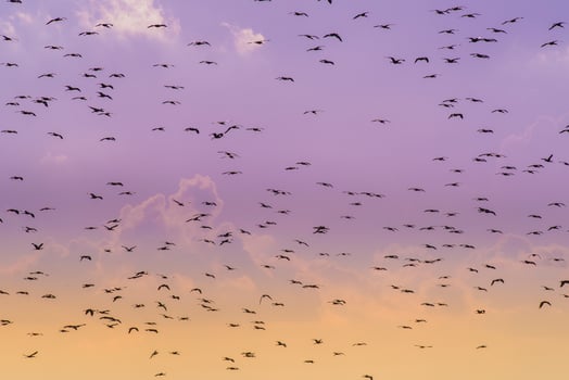 Birds flock flight background , Patagonia, Argentina photo