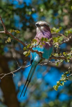 Lilac breasted roller perched ,Kruger National Park, South Africa photo