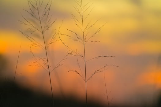 Pampas grass landscape at sunset, La Pampa Province,  Argentina photo