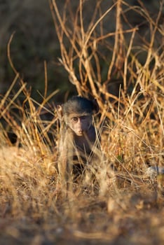 Baby Baboon , Kruger National Park, South Africa photo
