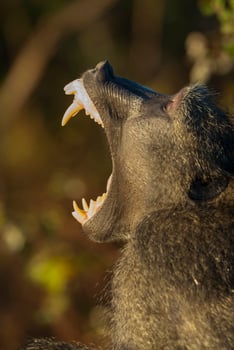 Baboon yawn, Kruger National park,South Africa photo