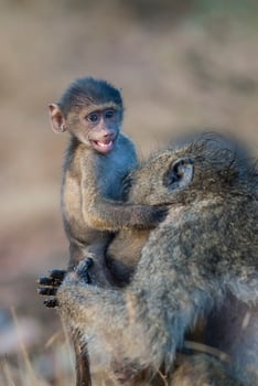 Mother and baby Baboon , Kruger National park,South Africa photo