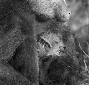 Baboon, mother and baby, Kruger National Park, South Africa photo