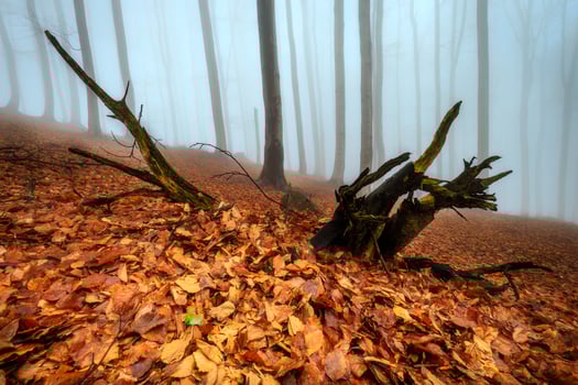 In the spring  beech forest photo
