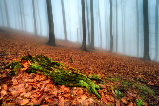 In the spring  beech forest photo