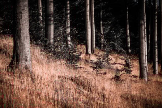 In the autumn beech forest photo