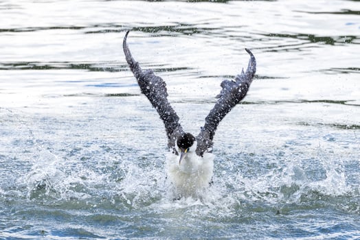 Pied Shag in New Zealand photo